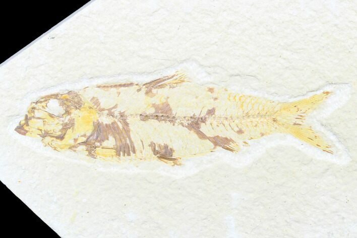 Bargain, Fossil Fish (Knightia) - Wyoming #176332